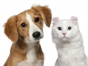 Diabetes en perros y gatos