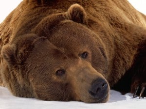 la obesidad de los osos